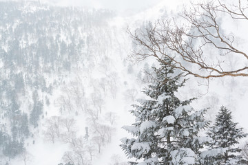 Obraz na płótnie Canvas snow white mountain, back country, japan