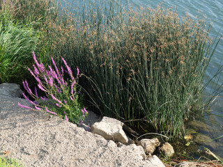 plantes au bord de la Saône dans le Rhône en France