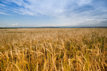 golden wheat field