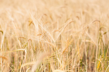 golden wheat field