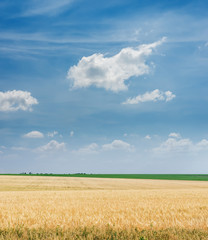 golden color agriculture field and blue sky with clouds ovet it
