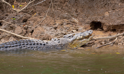 Saltwater crocodile in the Daintree River, Queensland, Australia