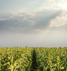 agriculture green field with sunflowers in sunset time and clouds over it