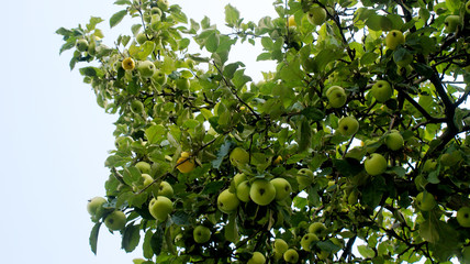 many tasty ripe fragrant green bulk apples hanging in clusters on apple tree branches on a warm sunny autumn day against a blue sky
