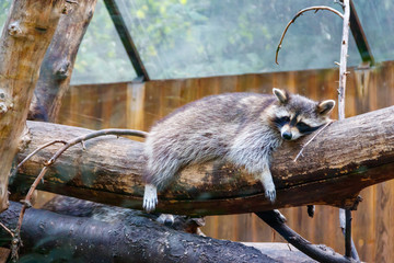 Raccoon (Procyon lotor), also known as the common raccoon, North American raccoon, northern...