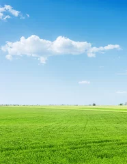 Keuken spatwand met foto green grass agriculture field and blue sky with clouds over it © Mykola Mazuryk