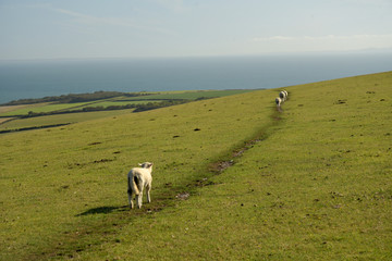 Sheep on Ballard Down above Corfe on the Dorset coast
