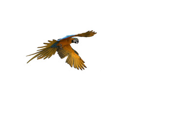One macaw parrot flying, white background