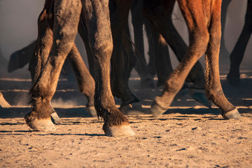 Foot detail of wild horses in nature