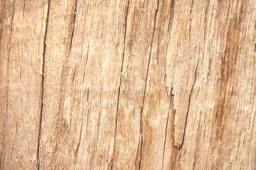broken tree wood texture for background