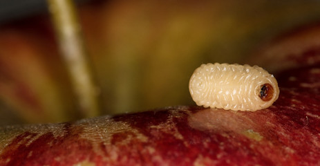 White fat Worm in the red apple