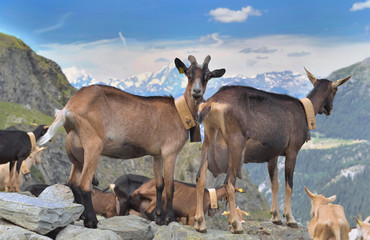 dairy goats standing on the rock in alpine mountain