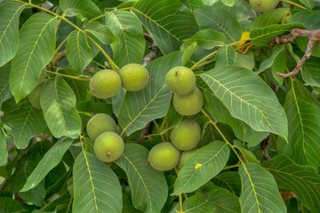 fresh ripe walnuts on tree
