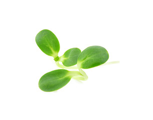 Sunflower seedling on white background