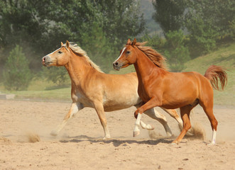 Obraz na płótnie Canvas horses of different breeds - the English thoroughbred and the haflinger gallop in the mountains at full speed, horse friends run and play together, such a different friendship,