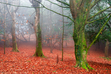 Fototapeta premium monte otoño niebla arboles 