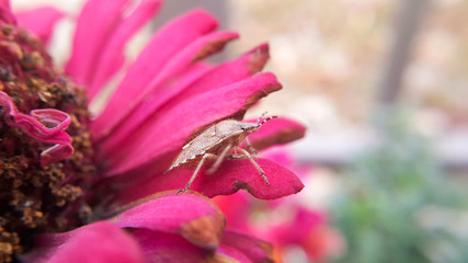 brown stink bug sits on a red flower, macro photo and selective focus on the beetle.