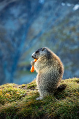 Free living marmot in natural environment