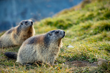 Naklejka na ściany i meble Free living marmot in natural environment