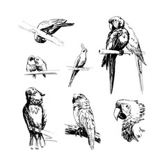 Vector illustration. Hand-drawn sketch birds.  Monochrome black and white parrots: budgerigar, cockatoo, macaw, corella, lovebird, jaco. © Mariia