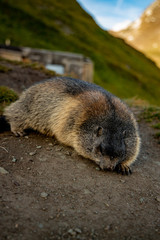 Free living marmot in natural environment