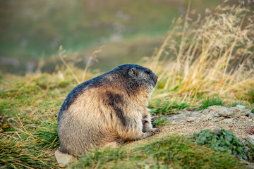 Free living marmot in natural environment