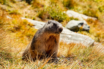 Free living marmot in natural environment