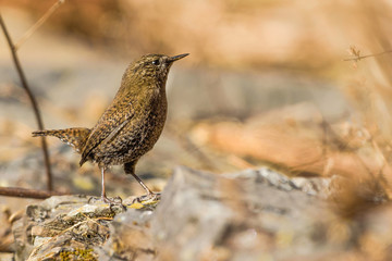 eurasian wren