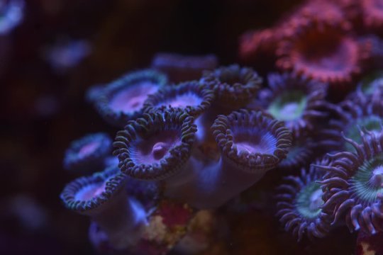 miami vice zoa corals opening up