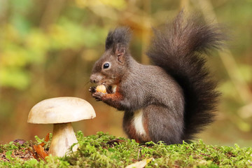 Eichhörnchen