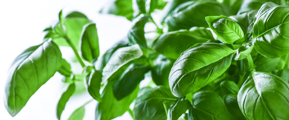 Fototapeta na wymiar Fresh green basil on a white background. Green basils leaves with back light. Food vegetable wide panorama or banner.