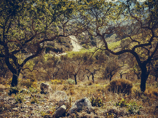 Olive trees in Spain