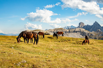 Horses high up in the Dolomites
