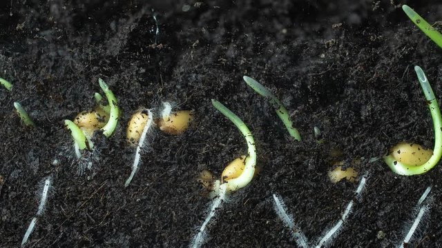 Timelapse shooting of wheat germination in macro