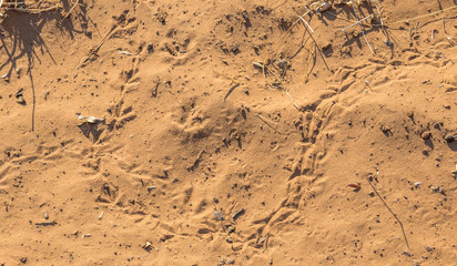 Bird spoors in dry red sand in the wilderness image with copy space for background use