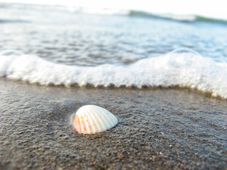 seashell beach sand and sea waves. macro shot