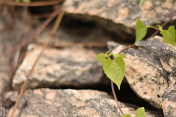 green leaf of plant