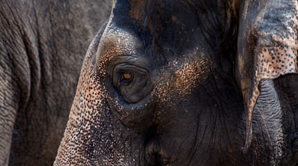 a young elephant being serious