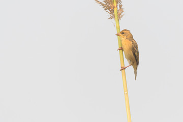 Baya weaver