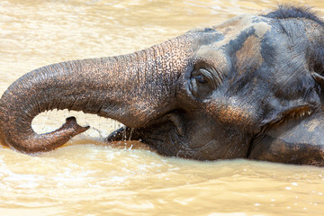a young elephant swimming
