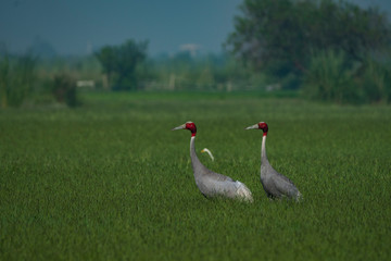 Sarus crane
