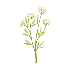 Small beige berries on a stalk. Vector illustration on a white background.