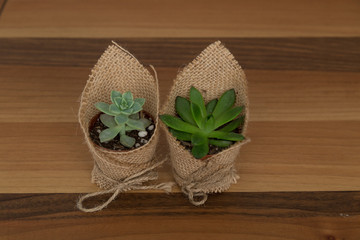 Fototapeta na wymiar the succulent with wicker package on the wooden background for greeting card or present.