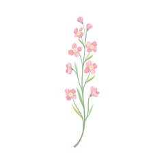 Pink flowers on a thin stalk. Vector illustration on a white background.