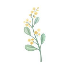Yellow buds and flowers on a green stem. Vector illustration on a white background.
