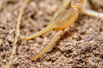 A yellow scorpion, Buthus occitanus. Natural enviroment. Granada, Spain. Macro photography