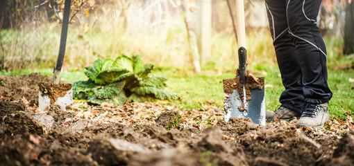 Worker digs soil with shovel in colorfull garden wide panorama or banner. Loosen black dirt at farm, agriculture concept autumn detail. Man boot or shoe on spade prepare for digging.