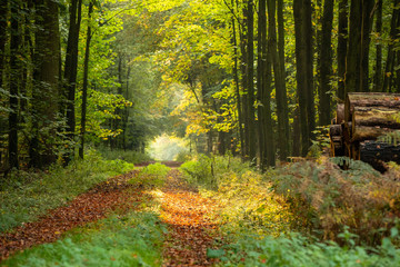 Obraz premium Herbstwald im Münsterland