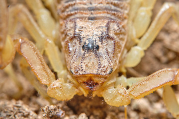 A yellow scorpion, Buthus occitanus. Natural enviroment. Granada, Spain. Macro photography