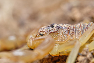 A yellow scorpion, Buthus occitanus. Natural enviroment. Granada, Spain. Macro photography